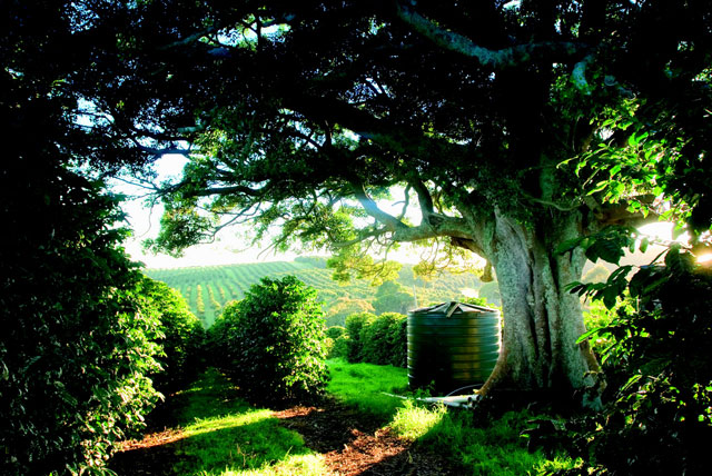 A macadamia farm in Australia