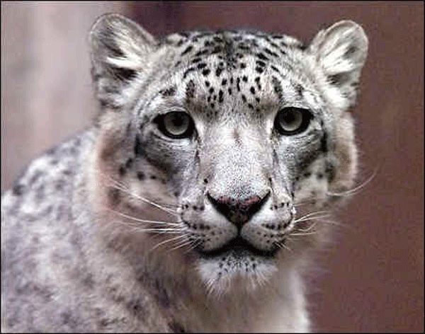 where can i buy mac os x 10.6 snow leopard